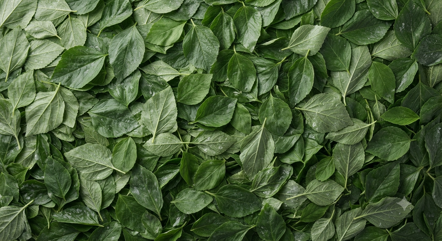 Whole Molokhia Leaf